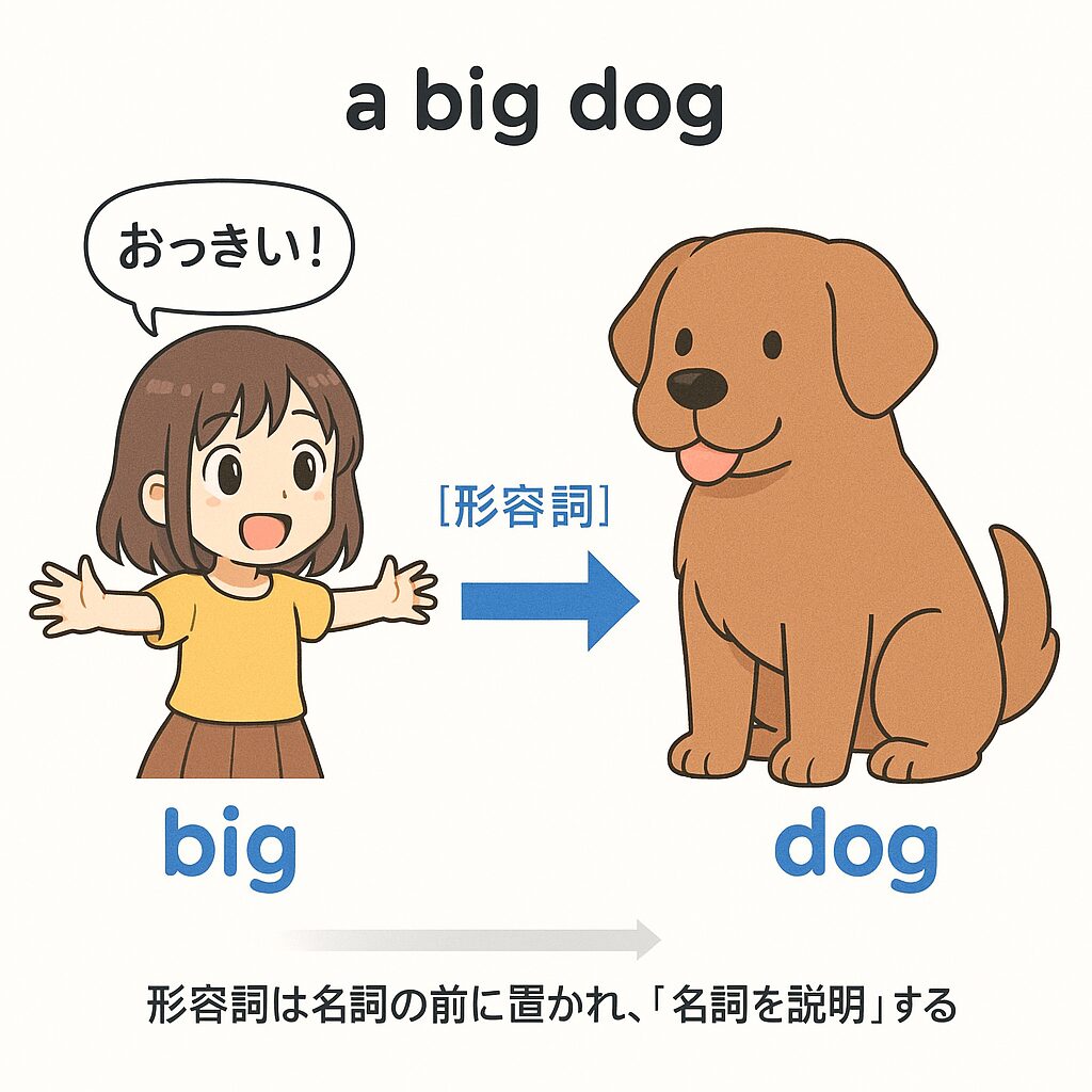 形容詞の種類を完全解説！限定用法と叙述用法の違いとは？ | かかってこい英文法